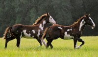 American Paint horse American Paint horse